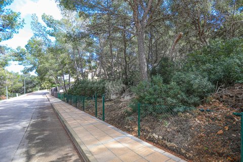 Land plot à vendre à Sol De Mallorca, Mallorca, EspagneNo. 148038 - photo 4