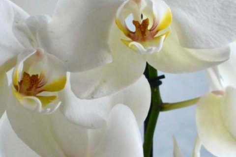 Villa en venta en Dehesa De Campoamor, Alicante, España 3 dormitorios, 152 m2 No. 154482 - foto 5