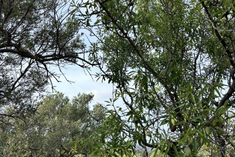 Parcela en venta en Tortosa, Tarragona, España 14967 m2 No. 184803 - foto 5