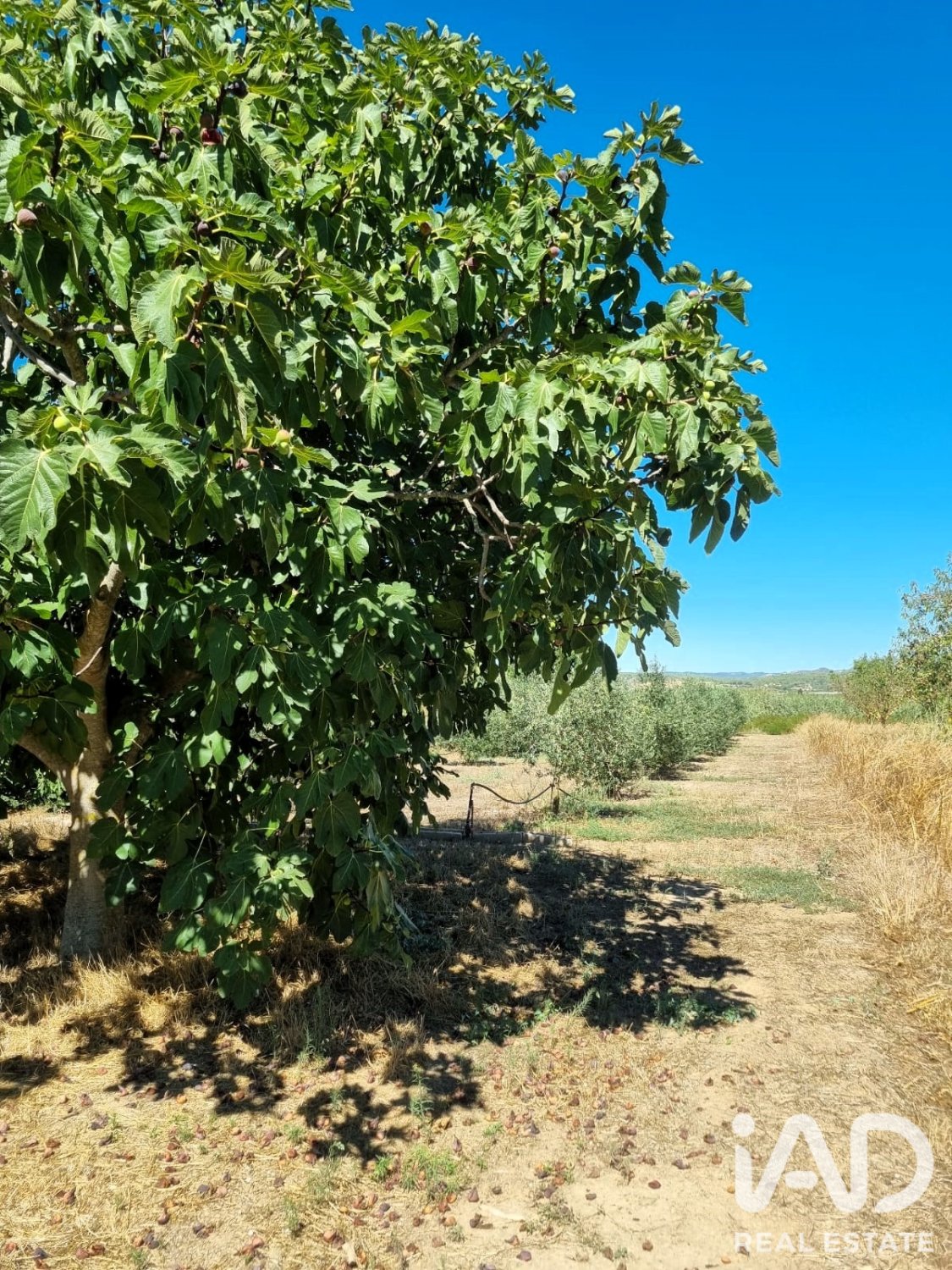 Tontti Ginestar, Tarragona, Espanja 940 m2 No. 195041