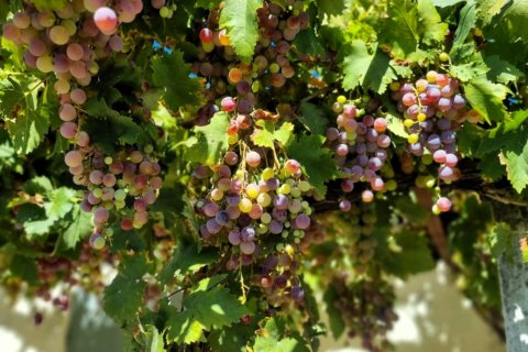Tontti myytävänä Ginestar, Tarragona, Espanja , 940 m2 No. 195041 - kuva 26