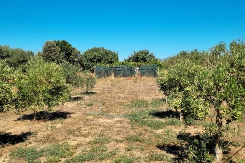 Tontti myytävänä Ginestar, Tarragona, Espanja , 940 m2 No. 195041 - kuva 23
