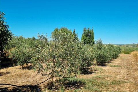 Tontti myytävänä Ginestar, Tarragona, Espanja , 940 m2 No. 195041 - kuva 22
