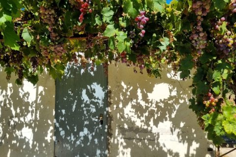 Tontti myytävänä Ginestar, Tarragona, Espanja , 940 m2 No. 195041 - kuva 16