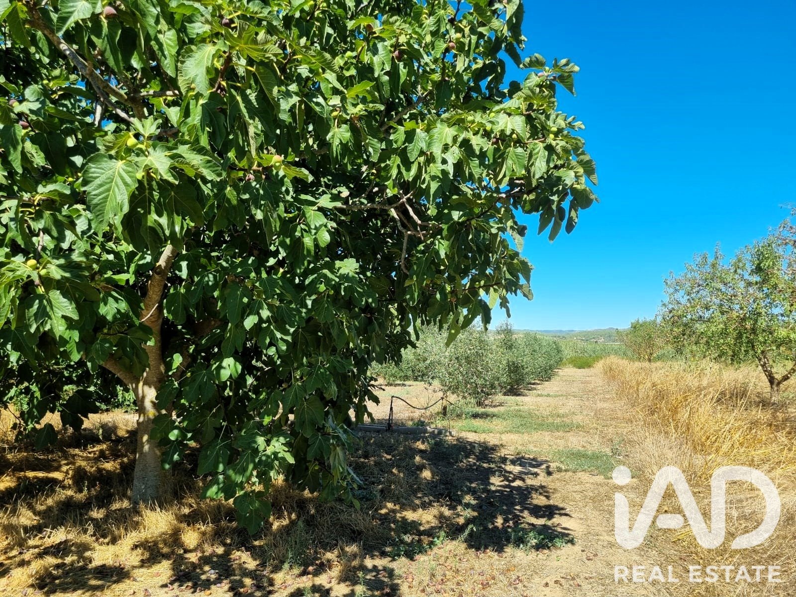Tontti Ginestar, Tarragona, Espanja 940 m2 No. 195041