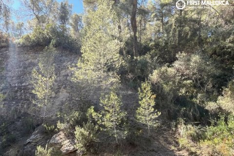 Parcela en venta en Costa D'en Blanes, Mallorca, España 1739 m2 No. 161663 - foto 3