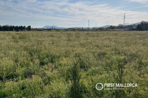 Parcela en venta en Alcudia, Mallorca, España 3 dormitorios, 15667 m2 No. 161662 - foto 3