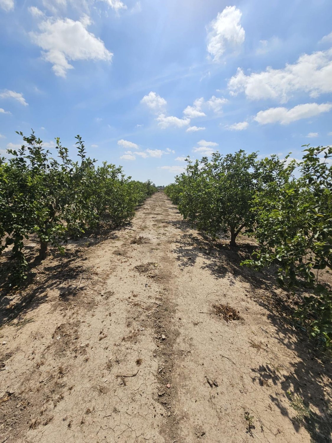 Land plot à Dolores, Alicante, Espagne 40 m2 No. 183632