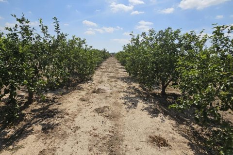 Terreno in vendita a Dolores, Alicante, Spagna 40 mq. N° 183632 - foto 4