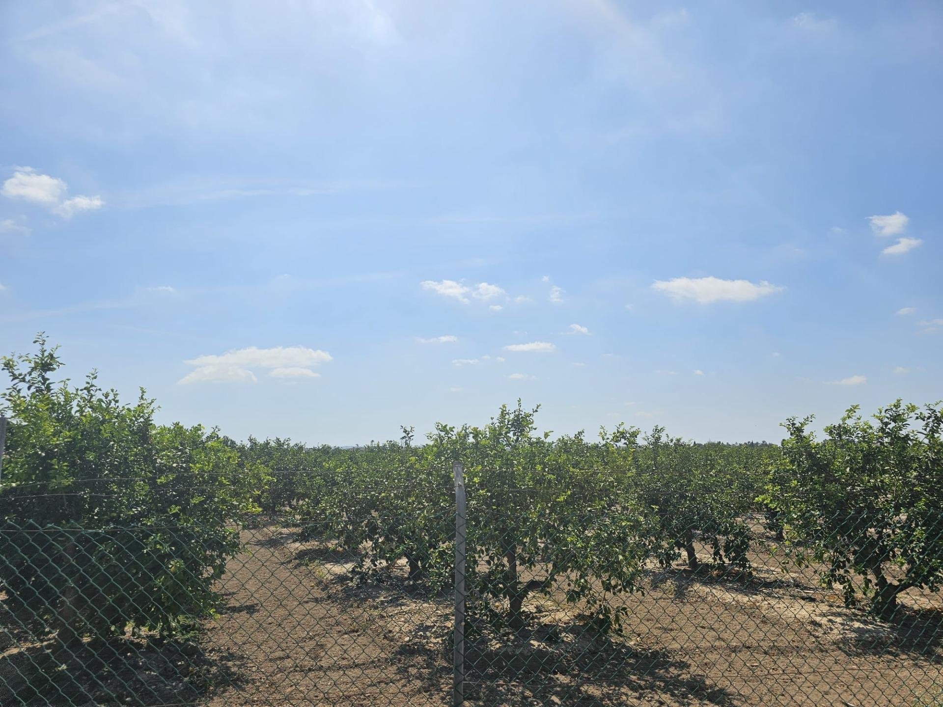 Land plot à Dolores, Alicante, Espagne 40 m2 No. 183632