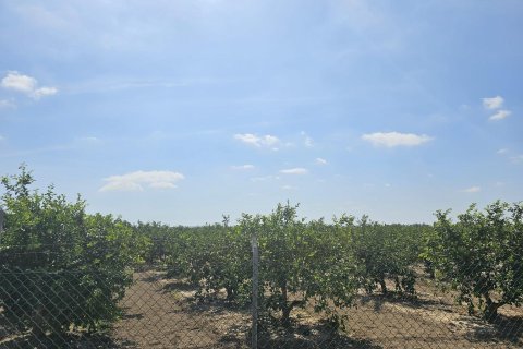 Terreno in vendita a Dolores, Alicante, Spagna 40 mq. N° 183632 - foto 3