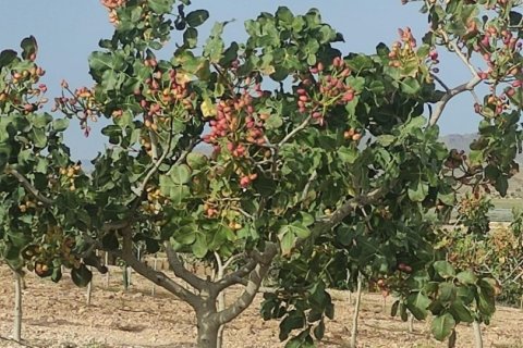 House zum Verkauf in Lorca, Murcia, Spanien 5 Schlafzimmer, 250 m2 Nr. 153718 - Foto 24