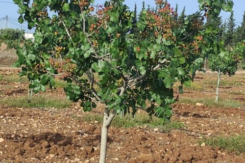 House zum Verkauf in Lorca, Murcia, Spanien 5 Schlafzimmer, 250 m2 Nr. 153718 - Foto 22