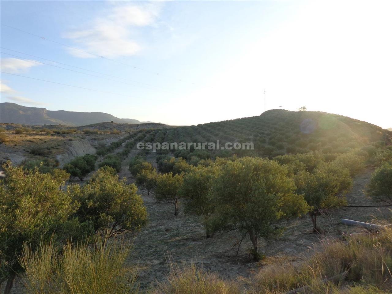 Zemes gabals Purchena, Almeria, Spānijā Nr. 184119