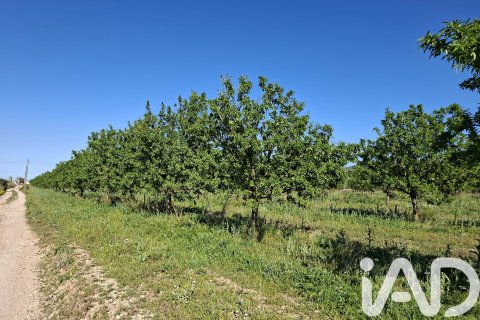 Commercial property for sale in Ulldecona, Tarragona, Spain No. 172652 - photo 29