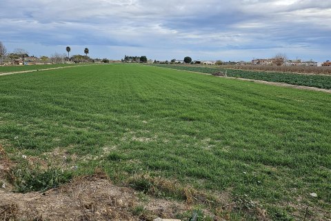 Terreno a Dolores, Alicante, Spagna N° 183641