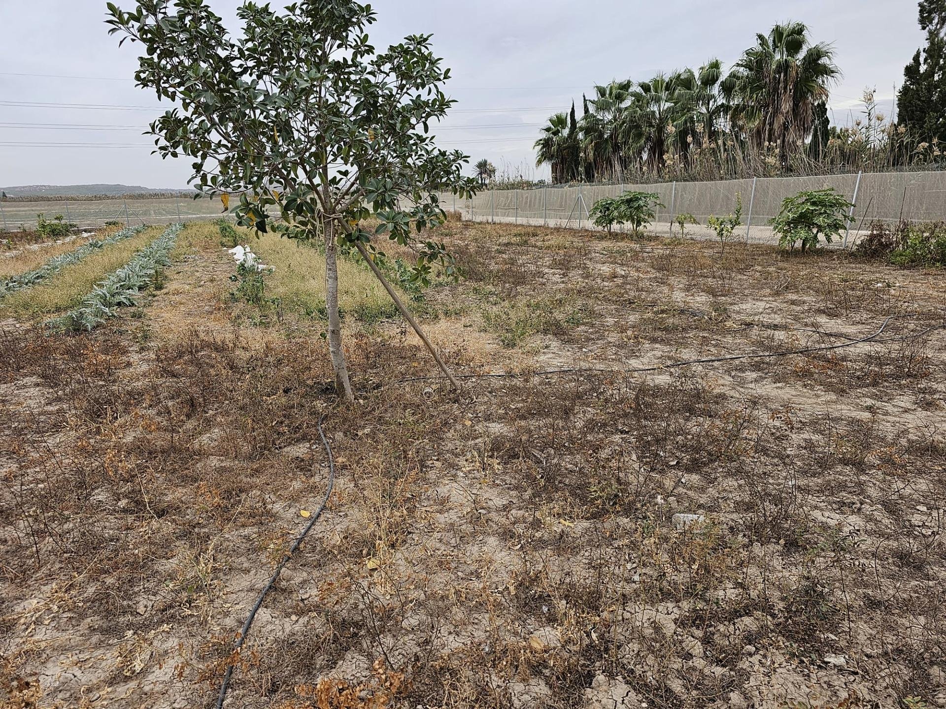 Parcela en Guardamar del Segura, Alicante, España 46 m2 No. 183639