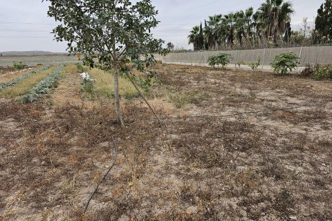 Land plot for sale in Guardamar del Segura, Alicante, Spain 46 sq.m. No. 183639 - photo 7