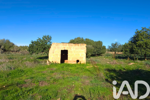 Продажа земельного участка в Санта-Маргалида, Майорка, Испания 14172м2 №185505 - фото 25