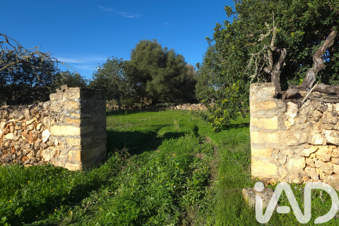 Продажа земельного участка в Санта-Маргалида, Майорка, Испания 14172м2 №185505 - фото 9