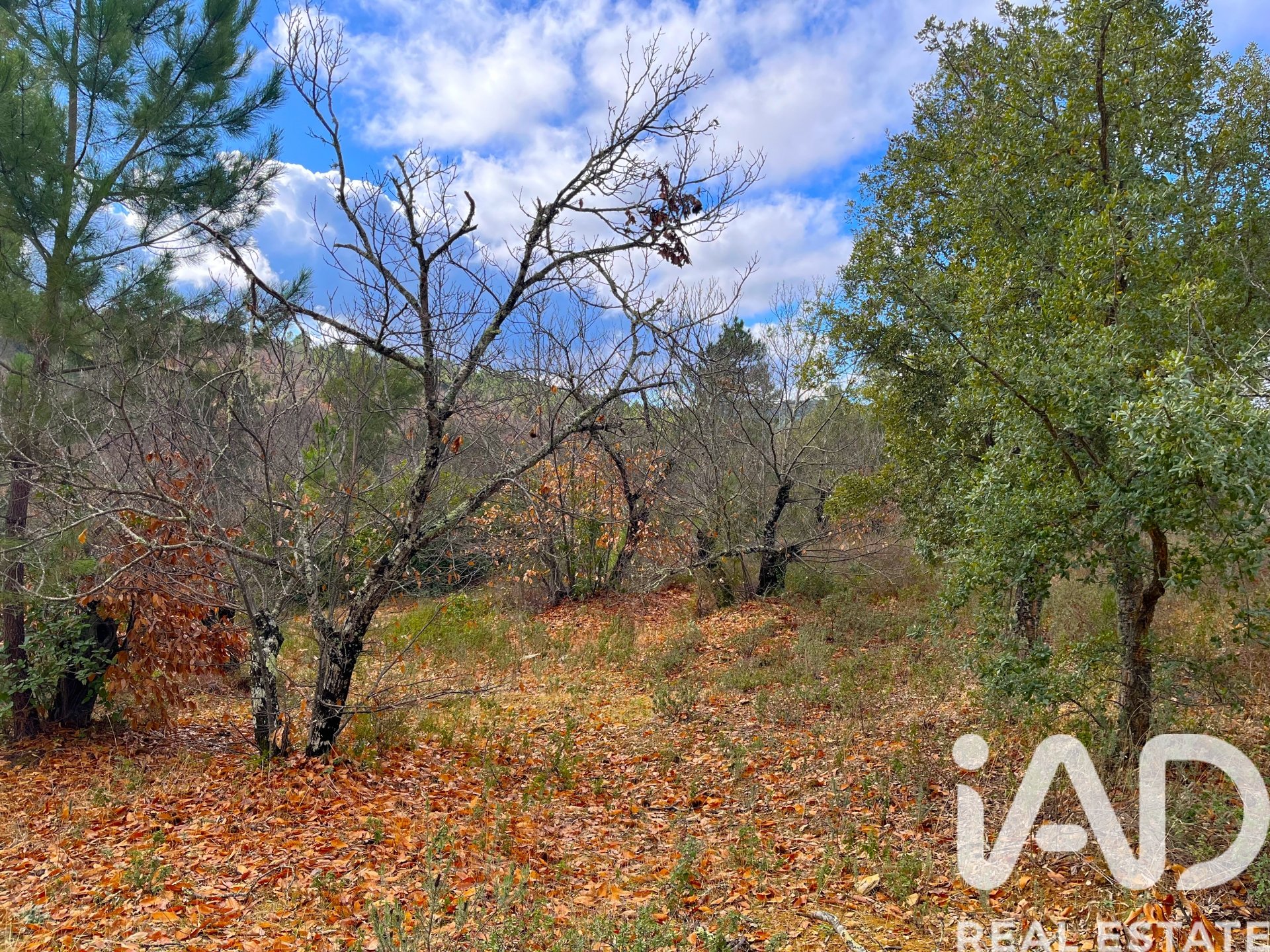 Parcela en Galaroza, Huelva, España 20000 m2 No. 185400