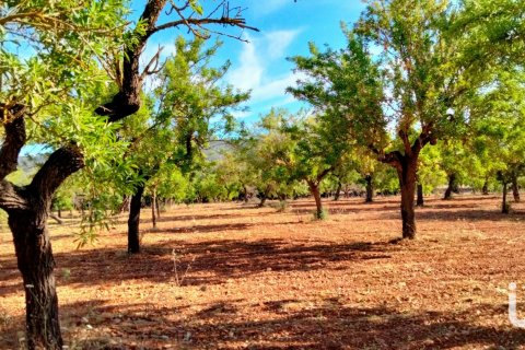 Zemes gabals pārdošanā Mallorca, Spānijā 18000 m2 Nr. 154266 - attēls 3