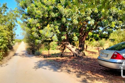 Zemes gabals pārdošanā Mallorca, Spānijā 18000 m2 Nr. 154266 - attēls 4