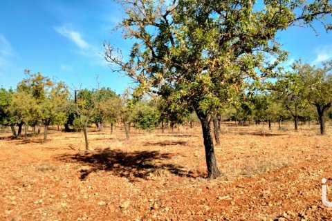 Zemes gabals pārdošanā Mallorca, Spānijā 18000 m2 Nr. 154266 - attēls 5