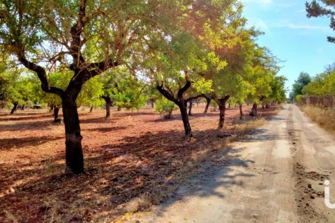 Zemes gabals pārdošanā Mallorca, Spānijā 18000 m2 Nr. 154266 - attēls 8