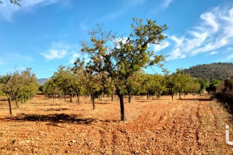 Zemes gabals pārdošanā Mallorca, Spānijā 18000 m2 Nr. 154266 - attēls 2