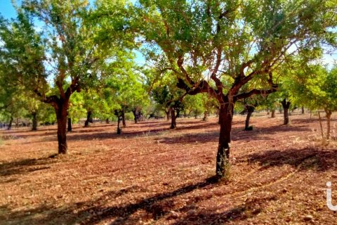 Zemes gabals pārdošanā Mallorca, Spānijā 18000 m2 Nr. 154266 - attēls 7