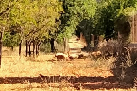 Zemes gabals pārdošanā Mallorca, Spānijā 18000 m2 Nr. 154266 - attēls 9