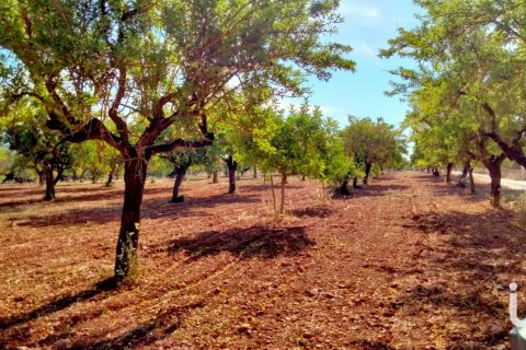 Земельный участок в Майорка, Испания 18000м2 №154266