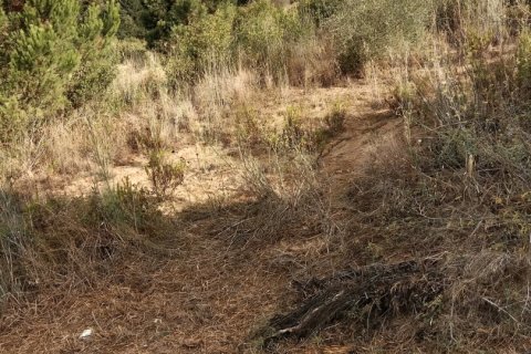 Terreno in vendita a Sant Cebria De Vallalta, Barcelona, Spagna 11000 mq. N° 154263 - foto 6