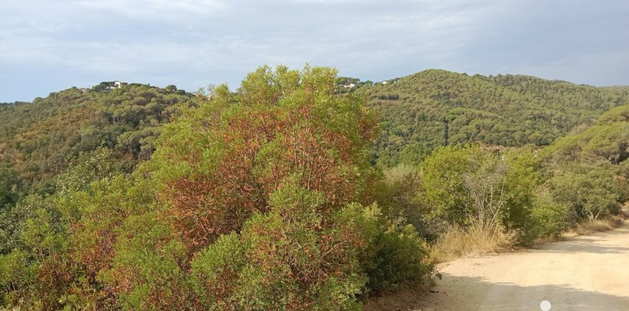 Terreno a Sant Cebria De Vallalta, Barcelona, Spagna 11000 mq. N° 154263