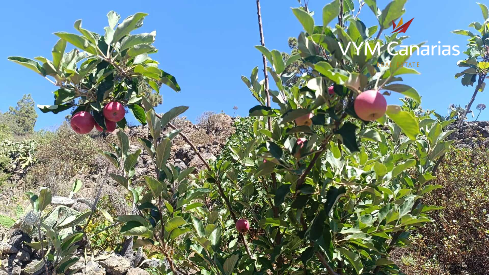 Finca en Guía de Isora, Tenerife, España 1 dormitorio, 63 m2 No. 138813