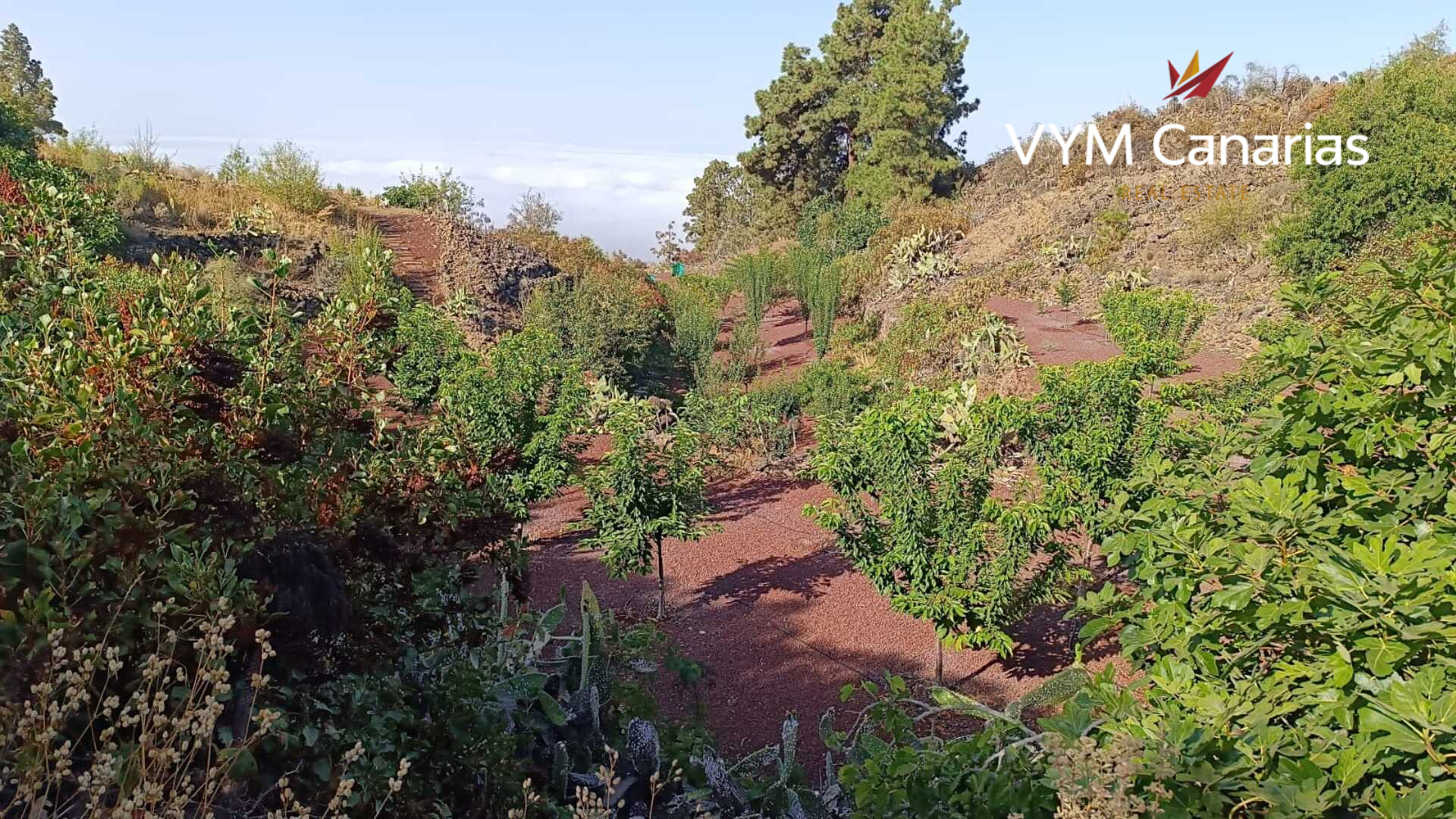 Finca en Guía de Isora, Tenerife, España 1 dormitorio, 63 m2 No. 138813