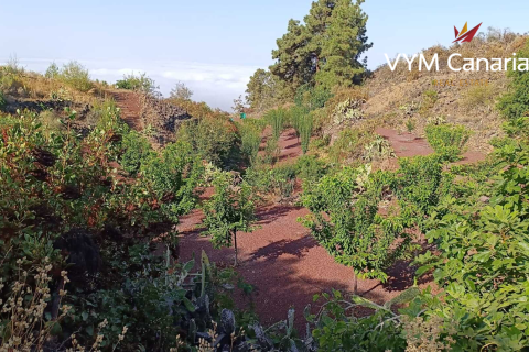 Finca à vendre Guia de Isora, Tenerife, Espagne, 1 chambre, 63 m2 No. 138813 - photo 19