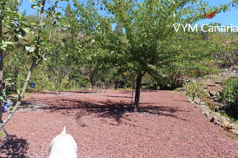 Finca à vendre Guia de Isora, Tenerife, Espagne, 1 chambre, 63 m2 No. 138813 - photo 10