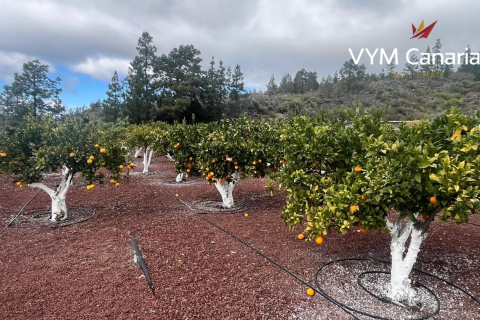 Finca for sale in Guia de Isora, Tenerife, Spain 1 bedroom, 63 sq.m. No. 138813 - photo 23