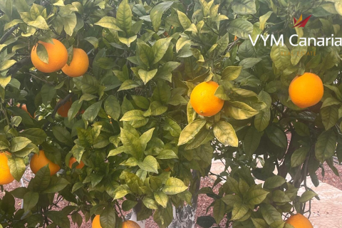 Finca for sale in Guia de Isora, Tenerife, Spain 1 bedroom, 63 sq.m. No. 138813 - photo 25