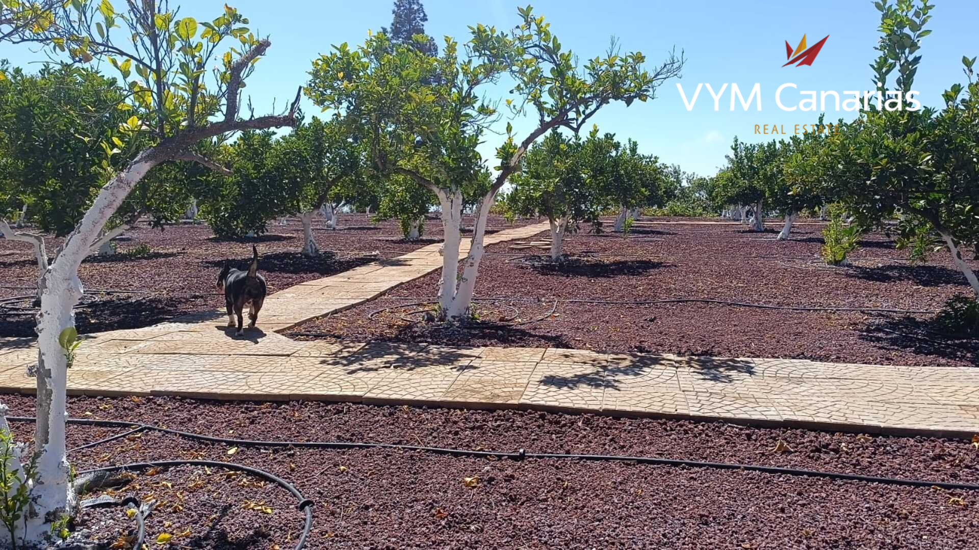 Finca en Guía de Isora, Tenerife, España 1 dormitorio, 63 m2 No. 138813