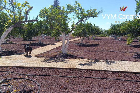 Finca à vendre Guia de Isora, Tenerife, Espagne, 1 chambre, 63 m2 No. 138813 - photo 11