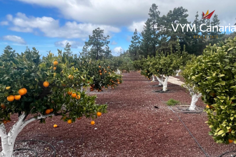 Finca for sale in Guia de Isora, Tenerife, Spain 1 bedroom, 63 sq.m. No. 138813 - photo 24