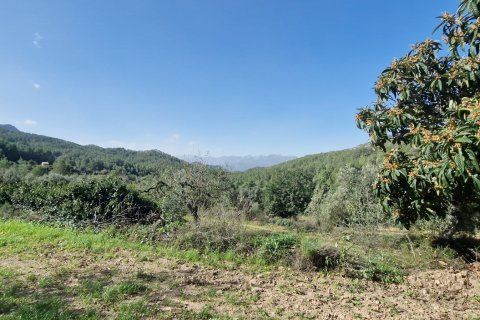 Продажа земельного участка в Раскера, Таррагона, Испания 38548м2 №185571 - фото 12