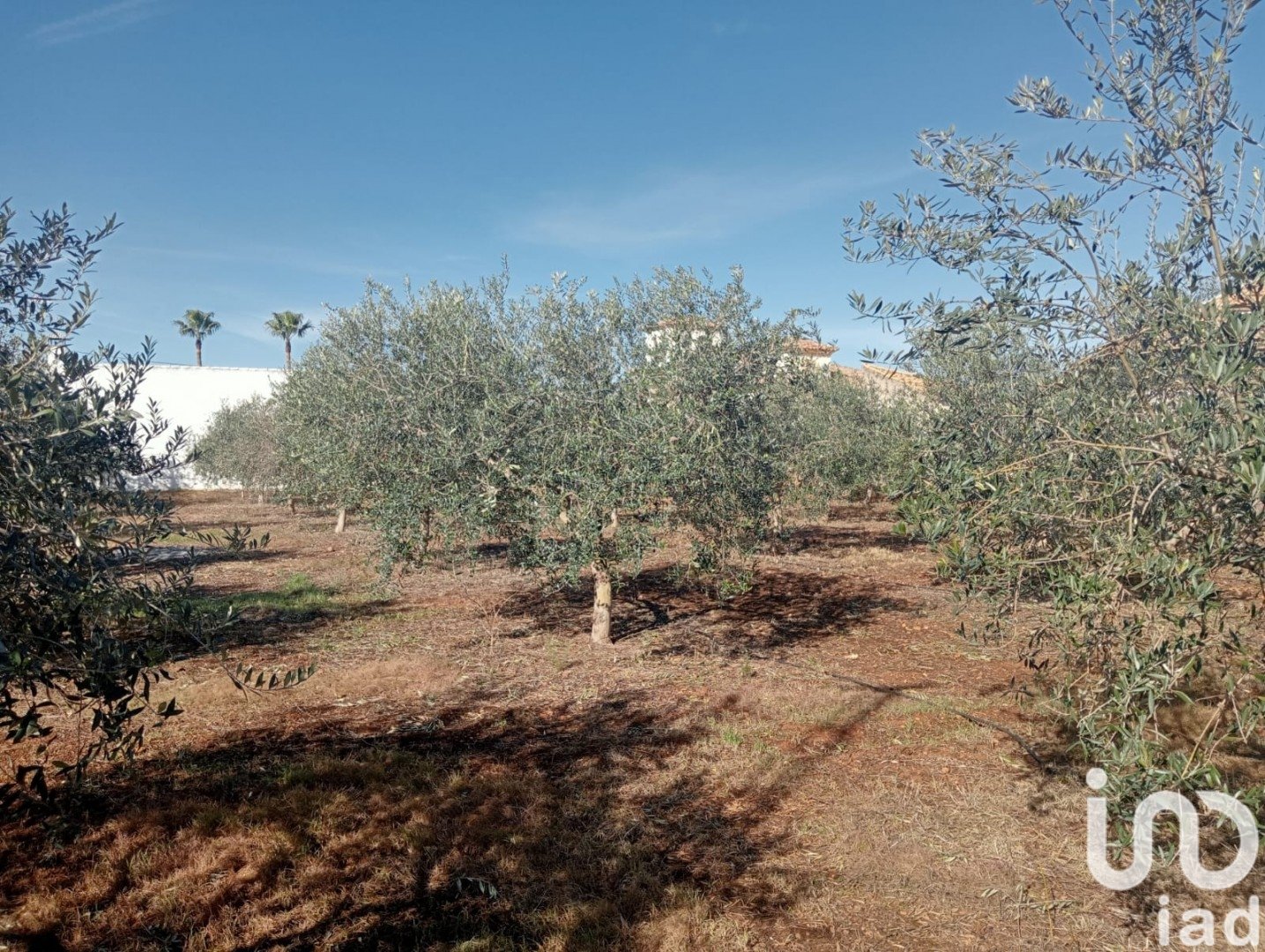 Land plot à Canada Rosal, Seville, Espagne 1200 m2 No. 185997