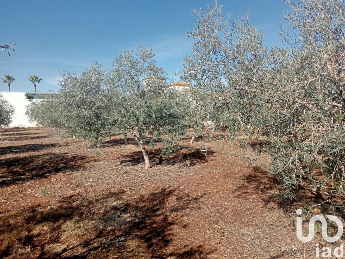 Land plot à Canada Rosal, Seville, Espagne 1200 m2 No. 185997
