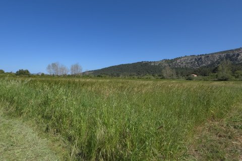 Gewerbeimmobilien in Pollenca, Mallorca, Spanien Nr. 185911