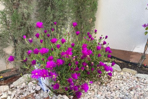 Bungalo pārdošanā Finestrat, Alicante, Spānijā 2 istabas, 95 m2 Nr. 165837 - attēls 24