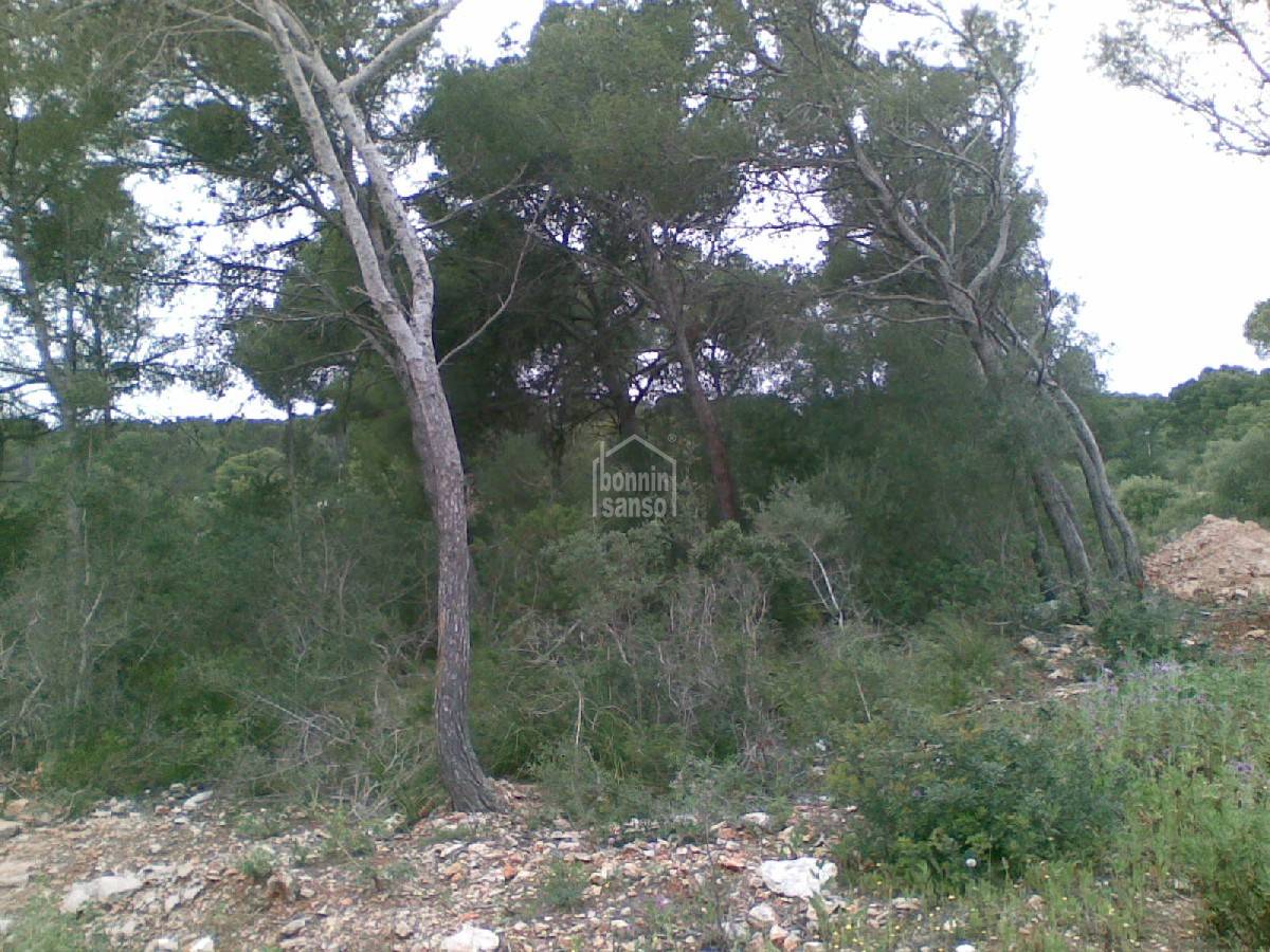 Zemes gabals Es Mercadal, Menorca, Spānijā 4 istabas,  Nr. 65360